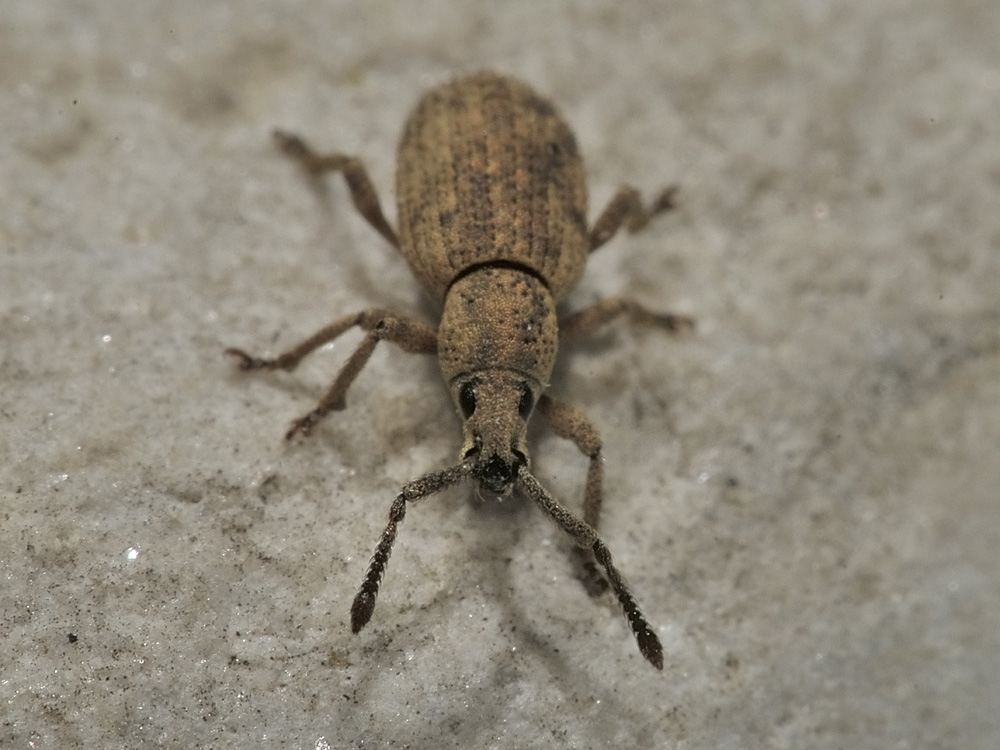 Curculionidae: Simo hirticornis?  Sì  !